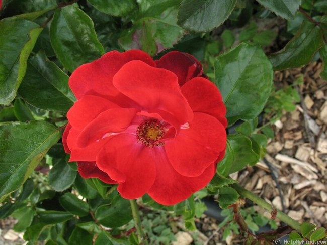 'Paprika ® (floribunda, Tantau 1956)' rose photo