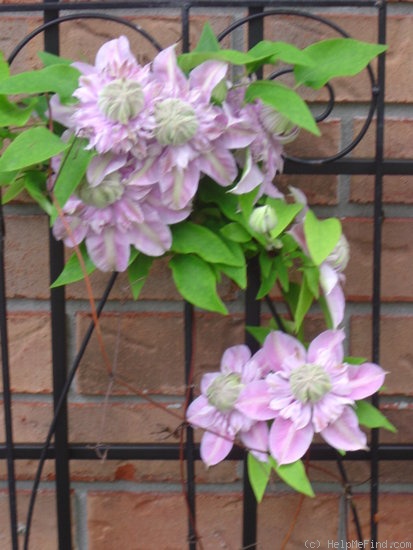 'Josephine' clematis photo