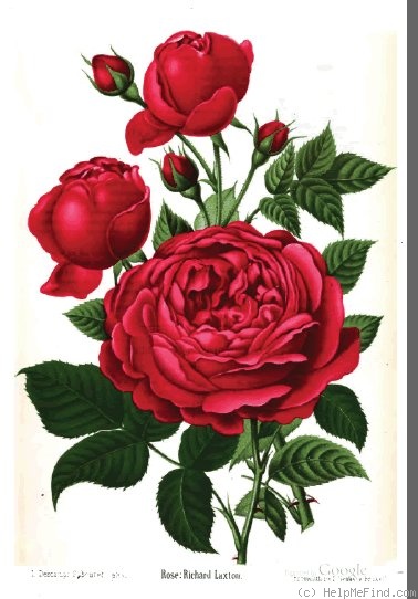 'Richard Laxton' rose photo