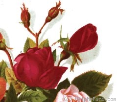 'Duchess of Edinburgh (tea, Nabonnand, 1874)' rose photo