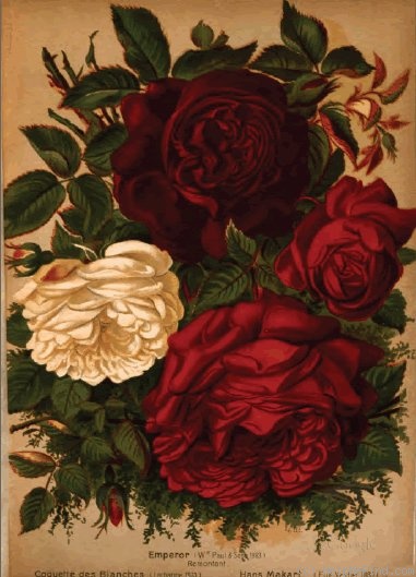 'Emperor (Hybrid Perpetual, Paul, 1884)' rose photo