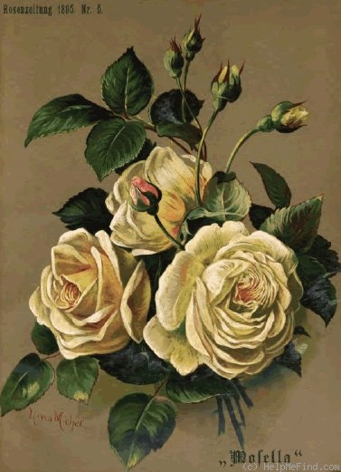 'Mosella' rose photo