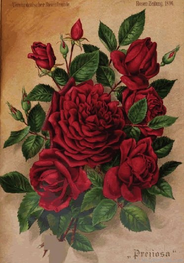 'Preziosa (hybrid tea, Vieweg, 1896)' rose photo