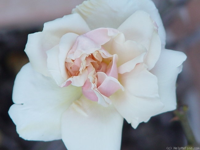 'Bouquet d'Or (noisette, Ducher, 1872)' rose photo