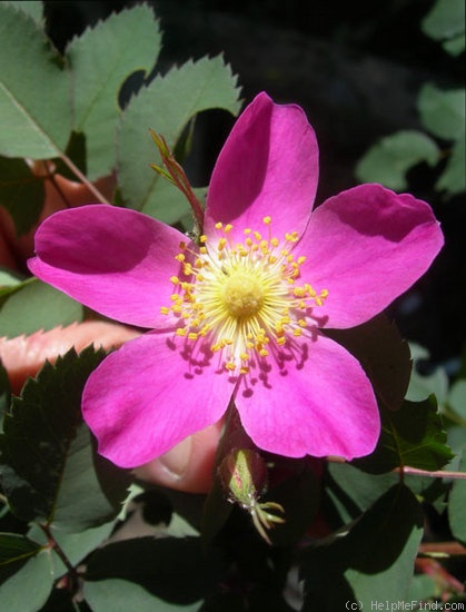 '<i>Rosa glauca</i> X <i>Rosa pendulina</i>' rose photo