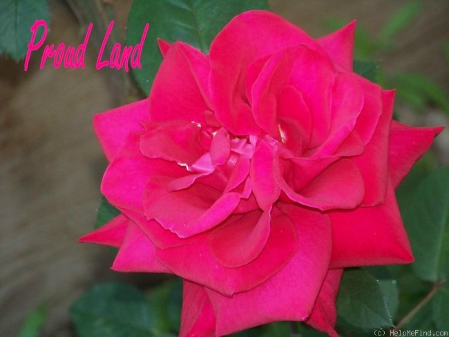 'Proud Land' rose photo