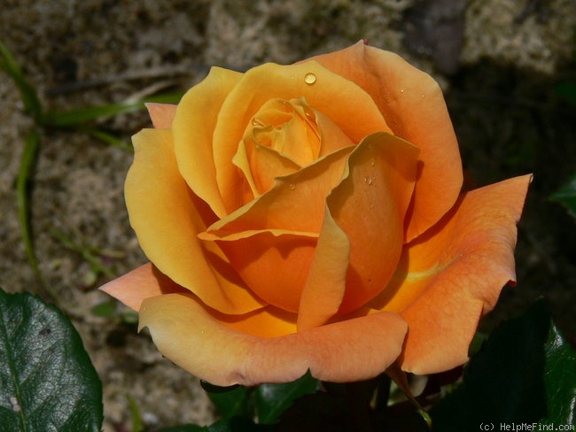 'Goldtopaz' rose photo