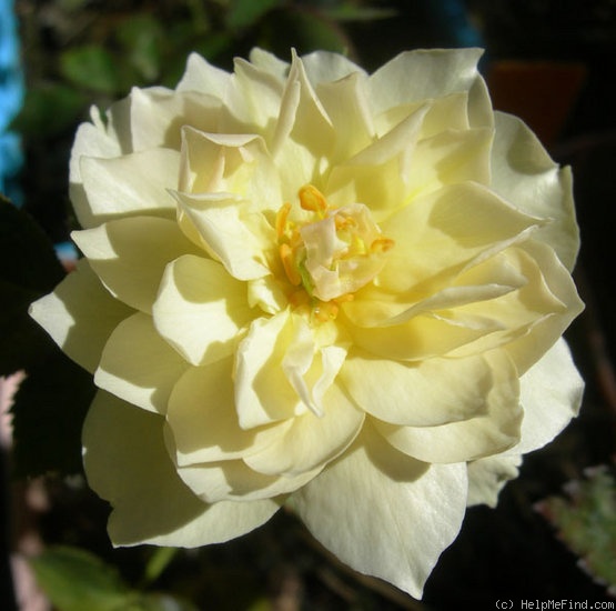 'LIEXGOLDA' rose photo