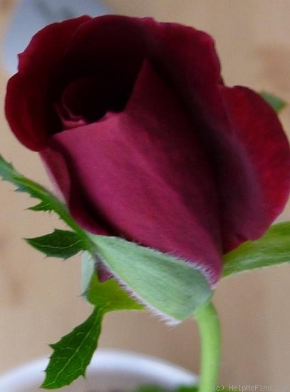 'Burgundy velvet' rose photo