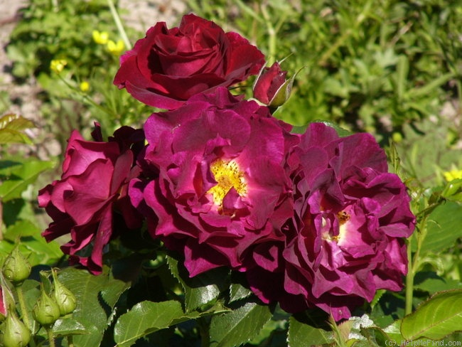 'Adam's Rose' rose photo