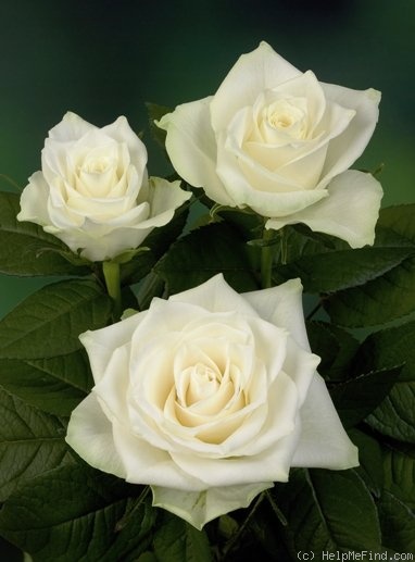 'Athena ®  (florists rose, Kordes 2002)' rose photo