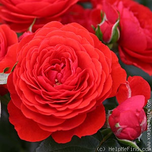 'Chica Flower Circus®' rose photo