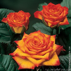 'Circus ® (florists' rose, Kordes, 1999)' rose photo