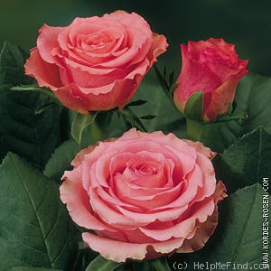 'Classic Duett ®' rose photo