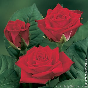 'Dark Lulu ®' rose photo