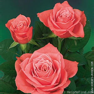 'Demetra ® (florists rose, Kordes, 2003)' rose photo