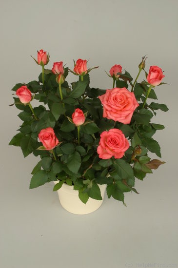 'Duett Kordana ®' rose photo