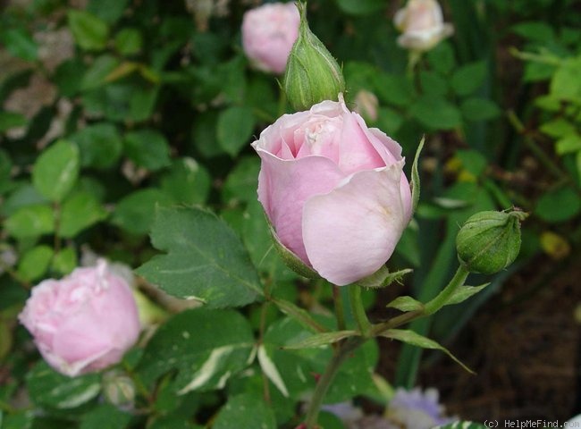 'Verschuren' rose photo