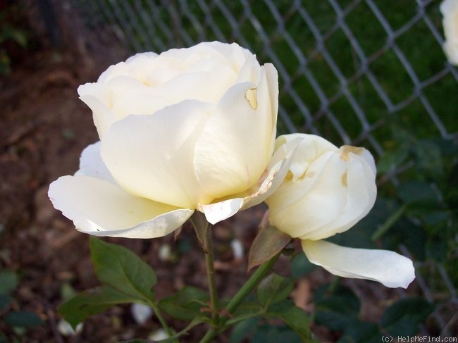 'Royal America' rose photo