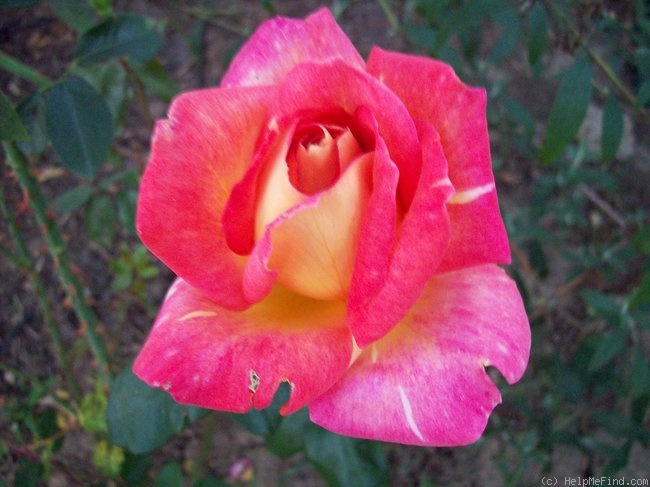 'Harry Wheatcroft' rose photo