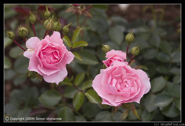 'Bonica ® (shrub, Meilland, 1975)' rose photo