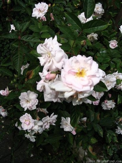 'Marie Pavié' rose photo