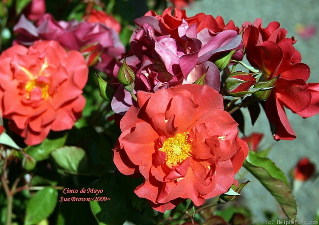 'Cinco de Mayo™ (Floribunda, Carruth, 2006)' rose photo