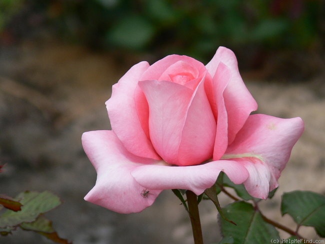 'Arthur Rimbaud ®' rose photo