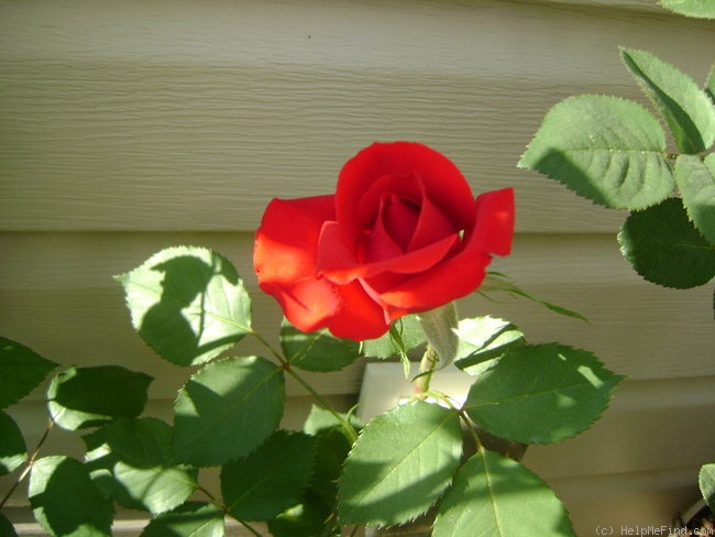 'Olympiad ™ (hybrid tea, McGredy 1972)' rose photo