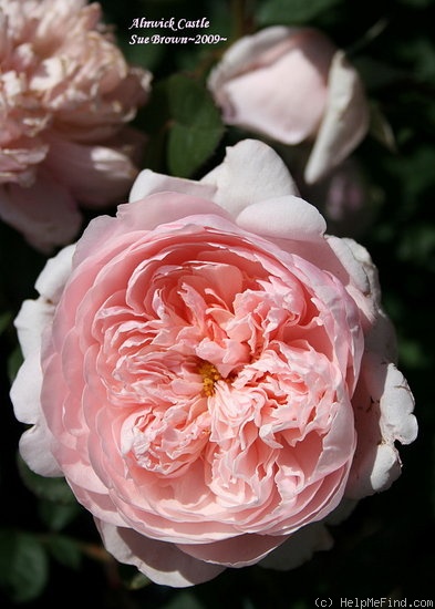 'The Alnwick Rose' rose photo