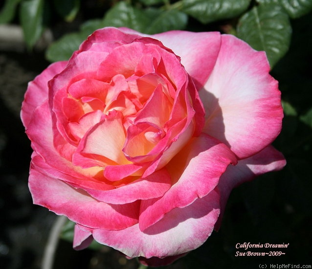 'California Dreamin' ™' rose photo