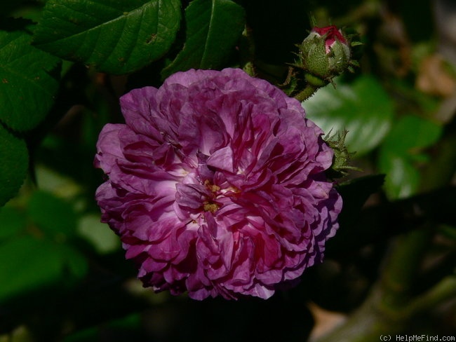 'Himmelsauge' rose photo