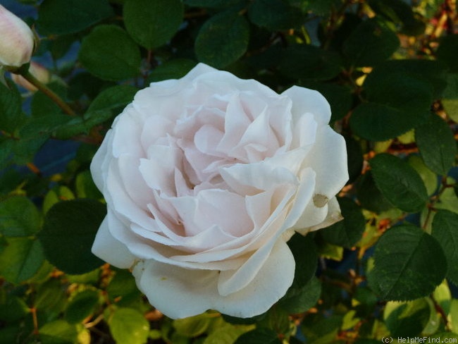 'Souvenir de Christophe Cochet' rose photo