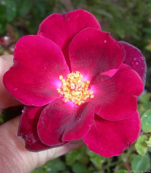 'CHXDAB' rose photo