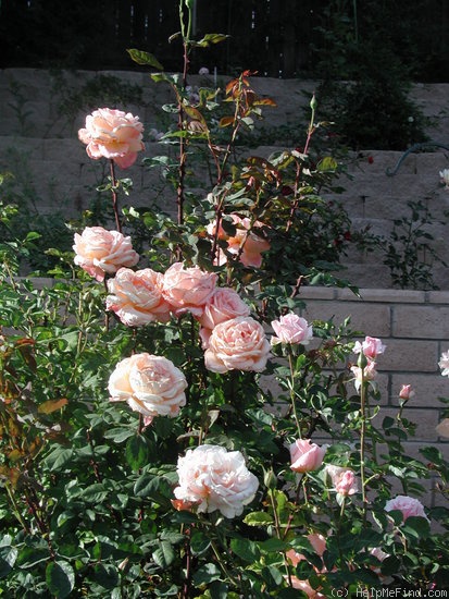 'Antigua (hybrid tea, Warriner, 1974)' rose photo