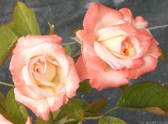 'Becca Godman' rose photo