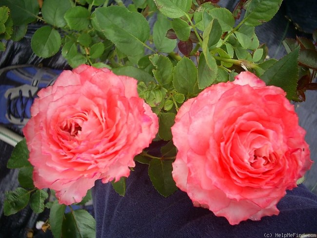 'Becca Godman' rose photo