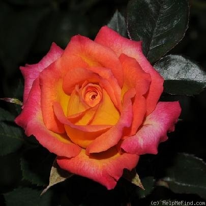 'Brenda Lee (miniature, Wells 2008)' rose photo