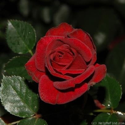 'Dusty Red' rose photo