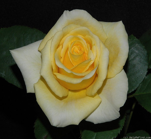 'Top Contender' rose photo