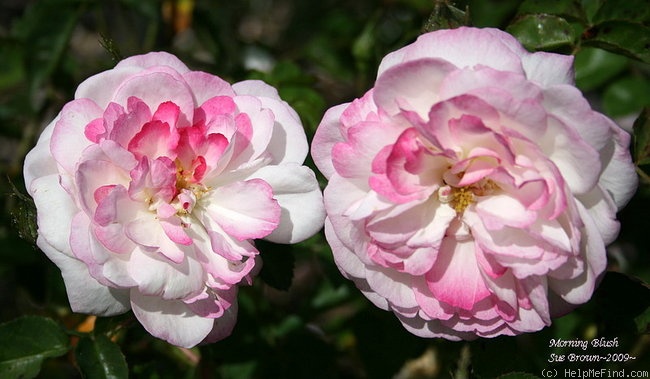 'Morning Blush ™ (Alba, Sievers, 1974)' rose photo