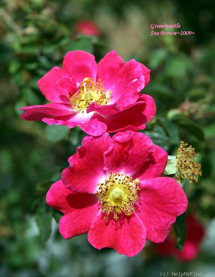 'Greenmantle' rose photo