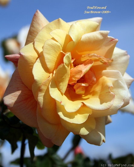 'Fred Howard' rose photo