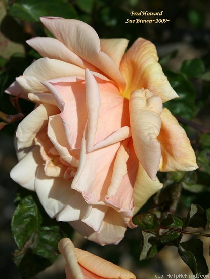 'Fred Howard' rose photo
