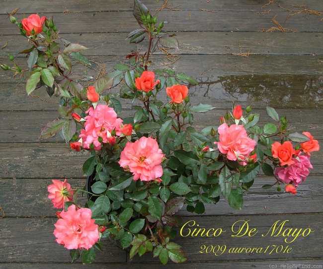 'Cinco de Mayo™ (Floribunda, Carruth, 2006)' rose photo