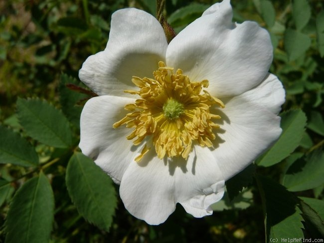 'Fedtschenkoana' rose photo