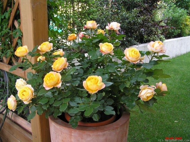 'Baby Romantica ® (miniature, Meilland 2004)' rose photo