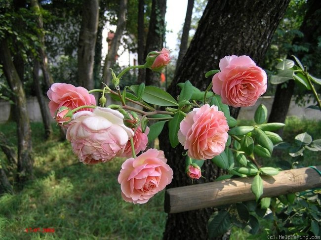 'William Morris' rose photo