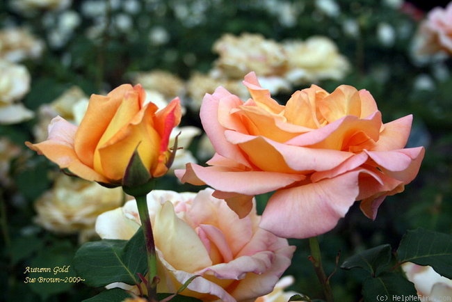 'Autumn Gold' rose photo