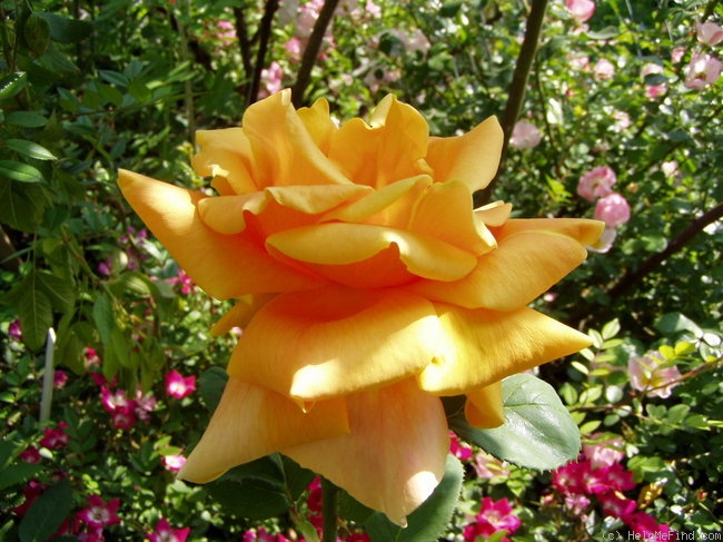 'Irénke' rose photo